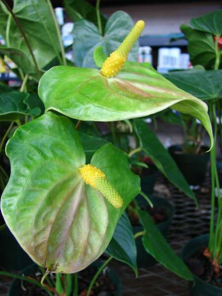 Anthurium Andraeanum